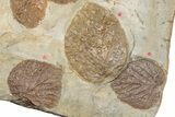 Massive, Plate of Paleocene Leaf Fossils - Glendive, Montana #189118-3
